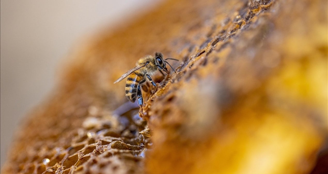 turkiye aricilikta dunyada ikinci sirada eR3CxInJ