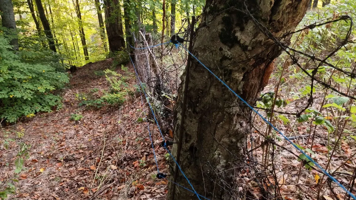 ayilar ahududu bahcesini talan etti 9y3zuGcP.jpg