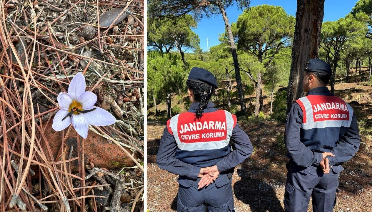 bu cicegi koparmanin cezasi 557 bin tl qhGSUnMK