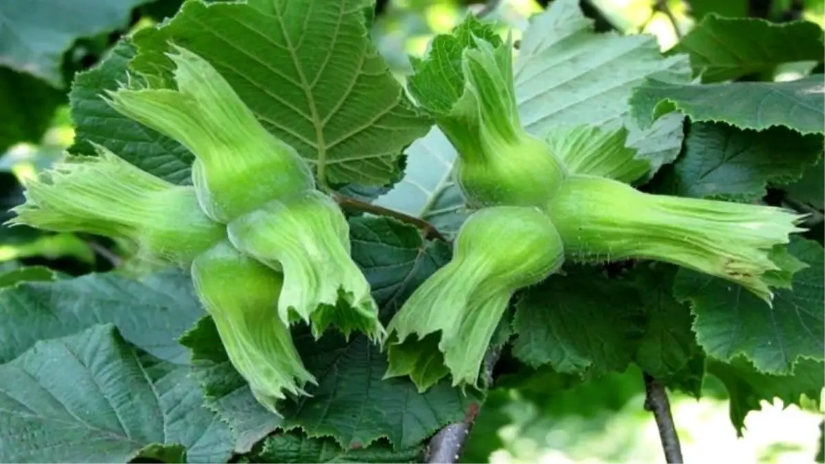 duzceden findik ihracati 7jJlTUTa.jpg