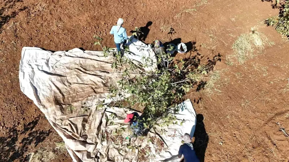 idilde fistik hasadi umut asiladi OkguGa4V.jpg