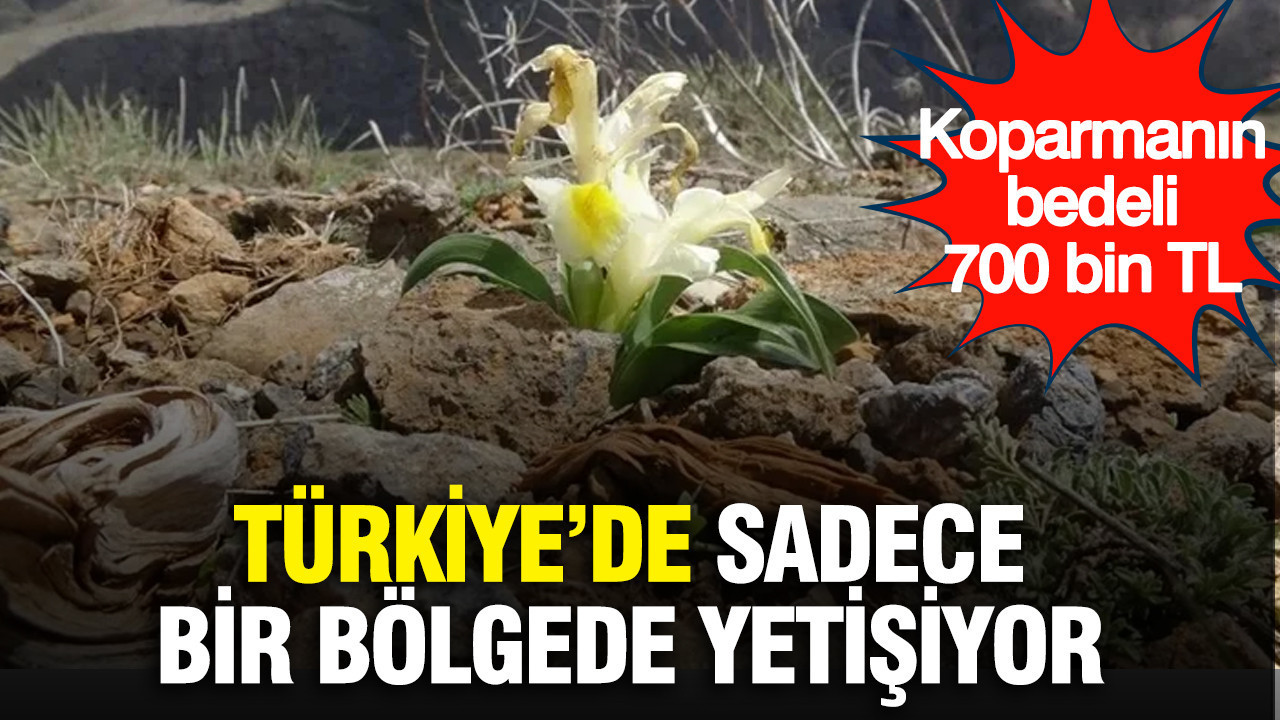 turkiyede-sadece-bir-bolgede-yetisiyor-tesadufen-goruntulendi-koparmanin-bedeli-700-bin-tl-1BIJ2leF